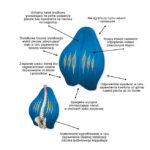 Podkładka do podparcia pleców, stabilizująca kręgosłup, z wycięciem na kość krzyżową i stabilizacją bioder, zapewn